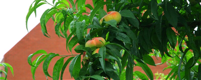 桃樹苗種植技術